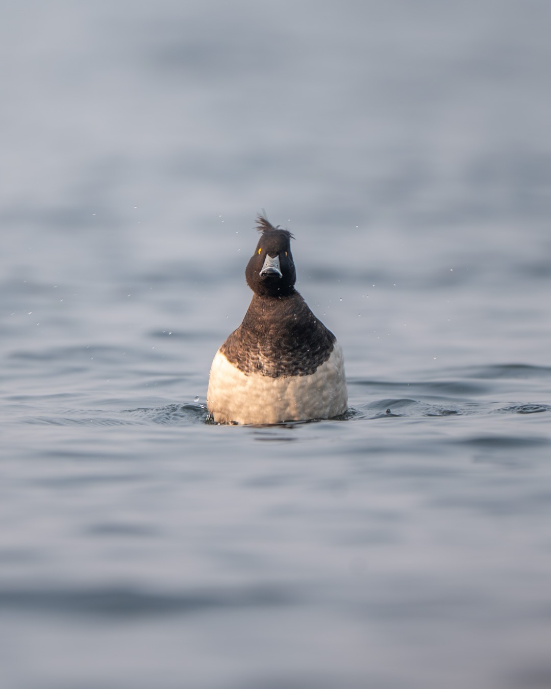 The Tufted Duck isn’t a rare or special sight during winter migration.
But capturing a moment like this is never easy without understanding its behaviour.
For the past three years, I’ve been observing and documenting the diving patterns of Tufted Ducks at Nil Nirjon Dam.
This frame captures a male resurfacing after a dive — splashing water, alert for a brief second, before disappearing again.
#tuftedduck #birdsofindia #indianbirds #wintermigration #bbcwildlifepotd #natgeoindia