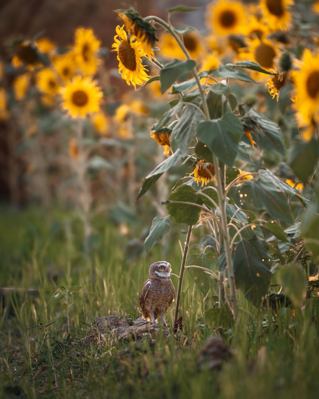 Not every story needs a forest.
Sometimes, a field of sunflowers holds a world of its own…
.
#wildlifeindia #sunflowerfield #birdphotography